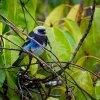 Tangara maskova - Tangara larvata - Golden-hooded Tanager o5075